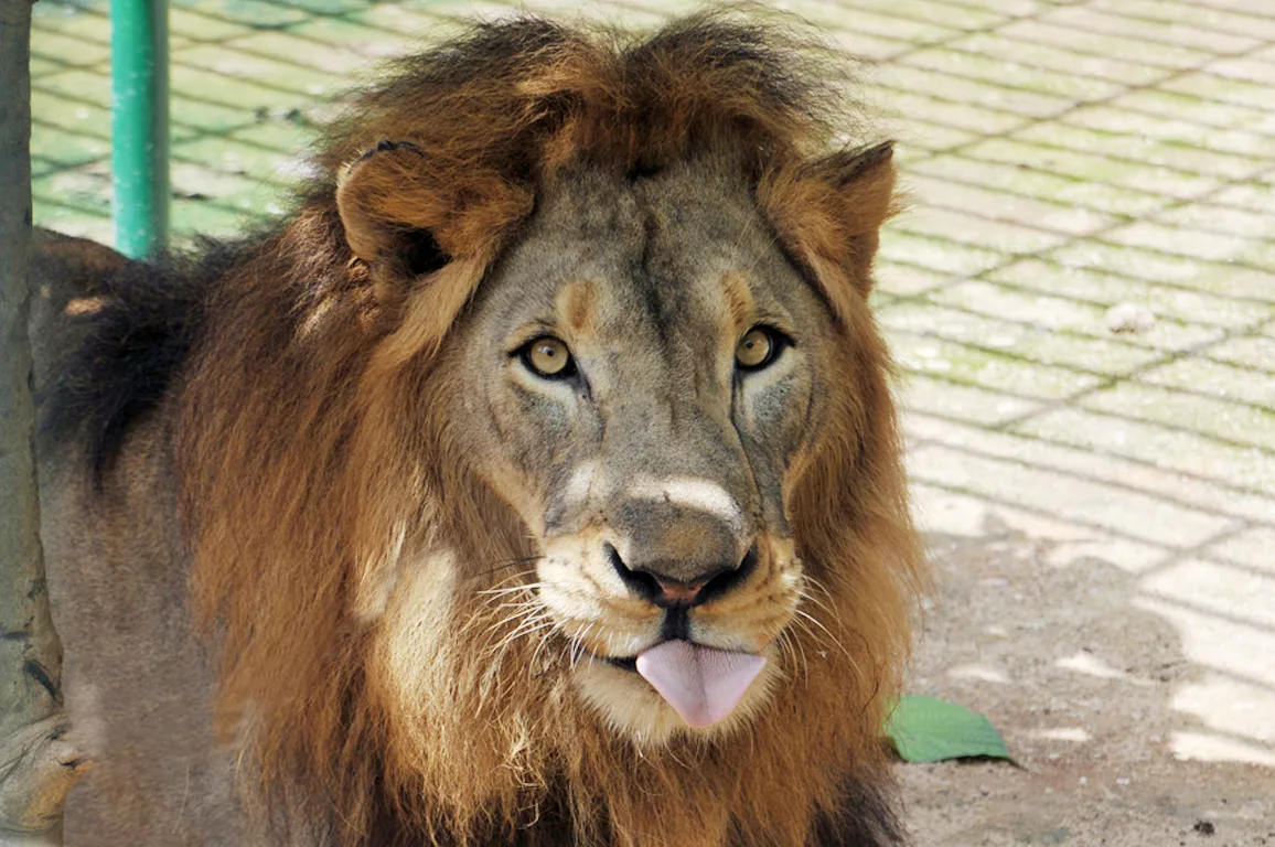 Lion Garoua