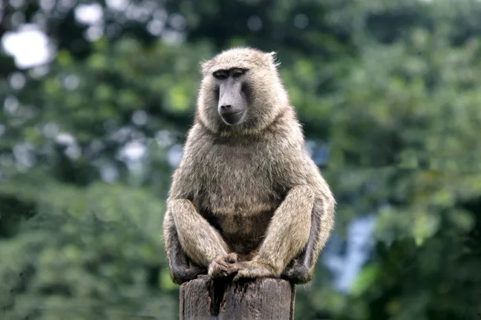Singe